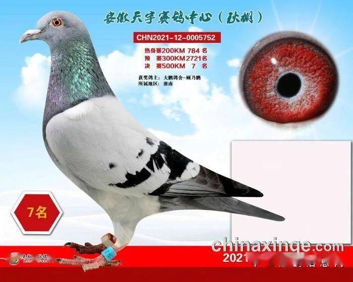 安微天宇鸽赛中心_福建天宇鸽业种鸽图片_安微金蚌公棚赛鸽中心