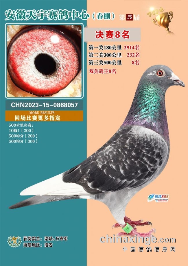 安徽天宇赛鸽中心决赛_安徽天宇赛鸽中心拍卖会_安微天宇鸽赛中心