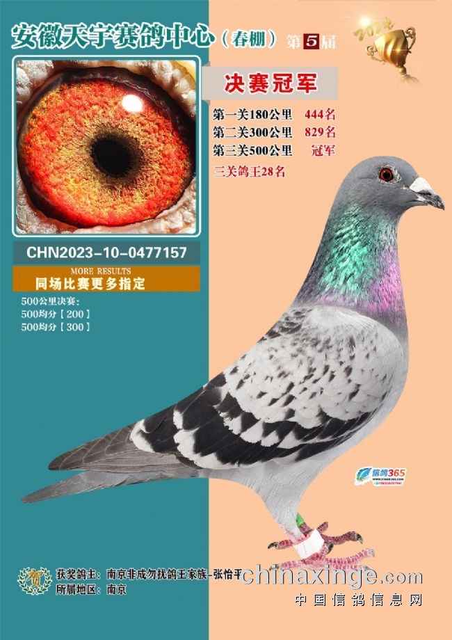 安微天宇鸽赛中心_安徽天宇赛鸽中心决赛_安徽天宇赛鸽中心拍卖会