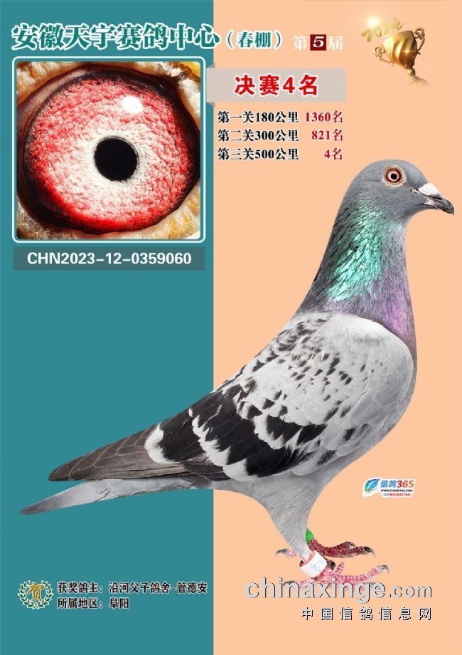 安徽天宇赛鸽中心决赛_安微天宇鸽赛中心_安徽天宇赛鸽中心拍卖会