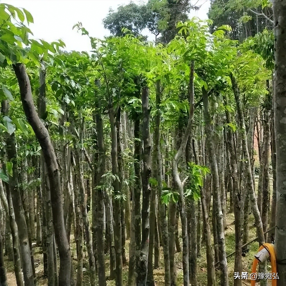养老金查询方式_社保待遇明细查询渠道_中国农业银行余额查询怎么查